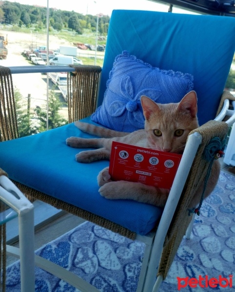 Sarman, Kedi  Müezza fotoğrafı