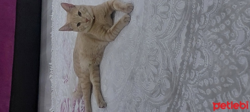 Sarman, Kedi  Müezza fotoğrafı
