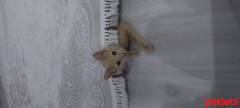 Sarman, Kedi  Müezza fotoğrafı