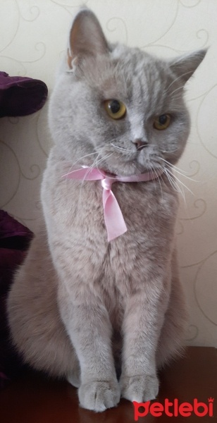 British Shorthair, Kedi  ADA fotoğrafı
