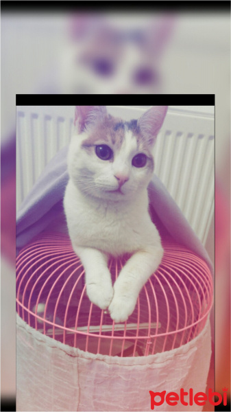 Tekir Kedi, Kedi  Bücür fotoğrafı