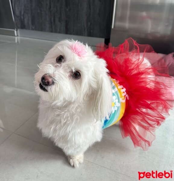 Maltese, Köpek  Angel fotoğrafı