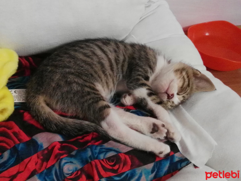 Tekir Kedi, Kedi  Mındık fotoğrafı