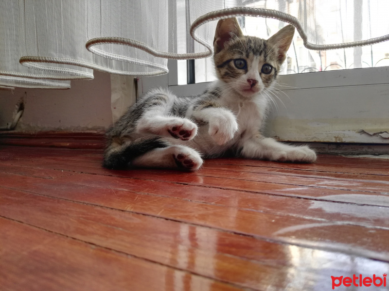 Tekir Kedi, Kedi  Mındık fotoğrafı