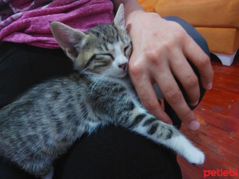 Tekir Kedi, Kedi  Mındık fotoğrafı