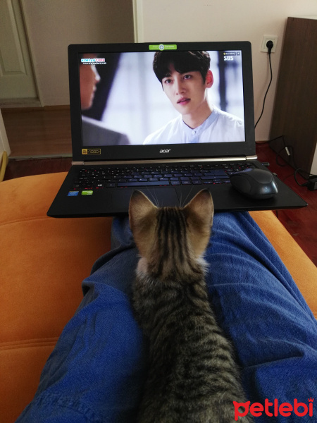 Tekir Kedi, Kedi  Mındık fotoğrafı