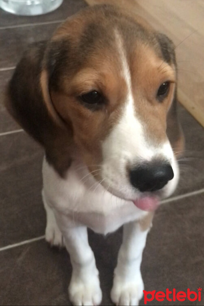 Beagle, Köpek  Piko fotoğrafı
