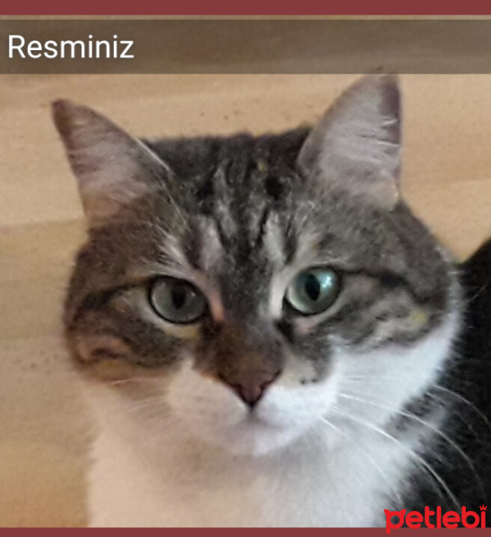 Tekir Kedi, Kedi  Şule fotoğrafı