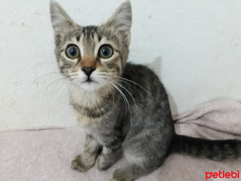 Tekir Kedi, Kedi  Ceviz fotoğrafı