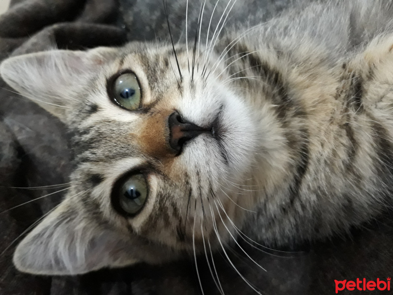 Tekir Kedi, Kedi  Ceviz fotoğrafı