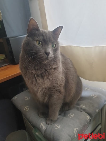 Mavi Rus, Kedi  Luna fotoğrafı