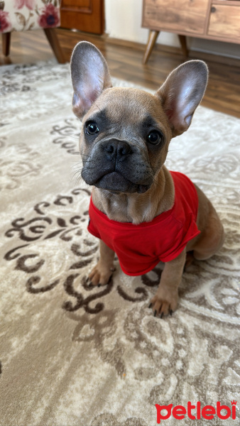Fransız Bulldog, Köpek  Lens fotoğrafı