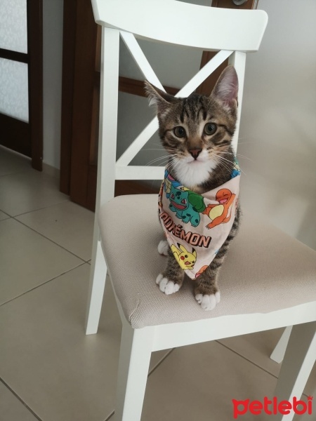 Tekir Kedi, Kedi  Atmaca fotoğrafı