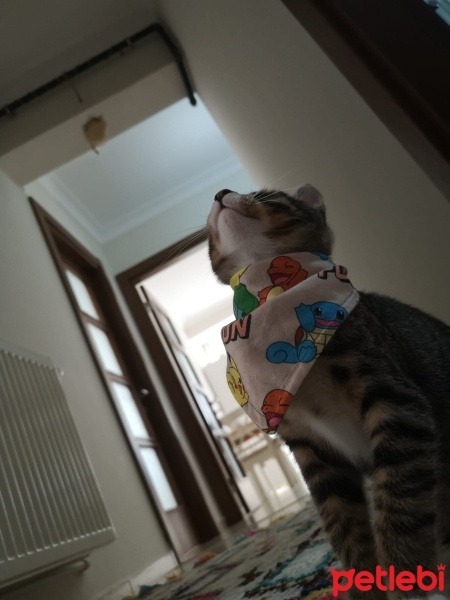 Tekir Kedi, Kedi  Atmaca fotoğrafı
