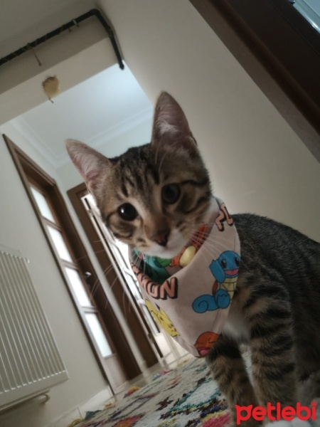 Tekir Kedi, Kedi  Atmaca fotoğrafı