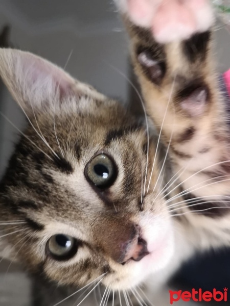 Tekir Kedi, Kedi  Atmaca fotoğrafı