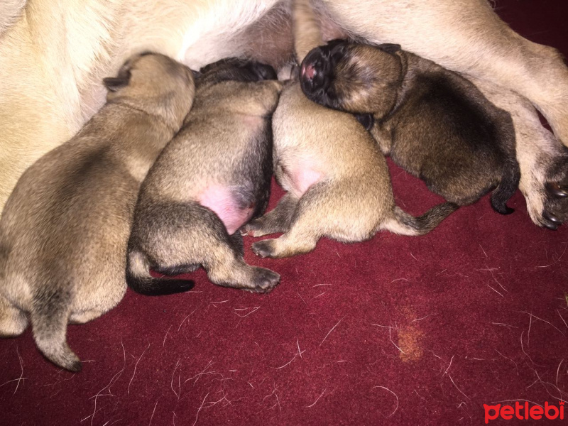 Pug, Köpek  BONCUK fotoğrafı