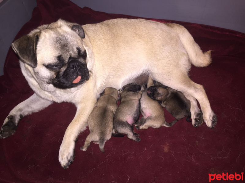 Pug, Köpek  BONCUK fotoğrafı