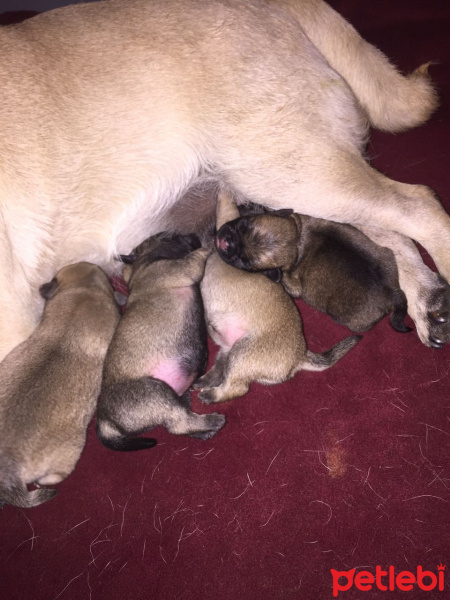 Pug, Köpek  BONCUK fotoğrafı