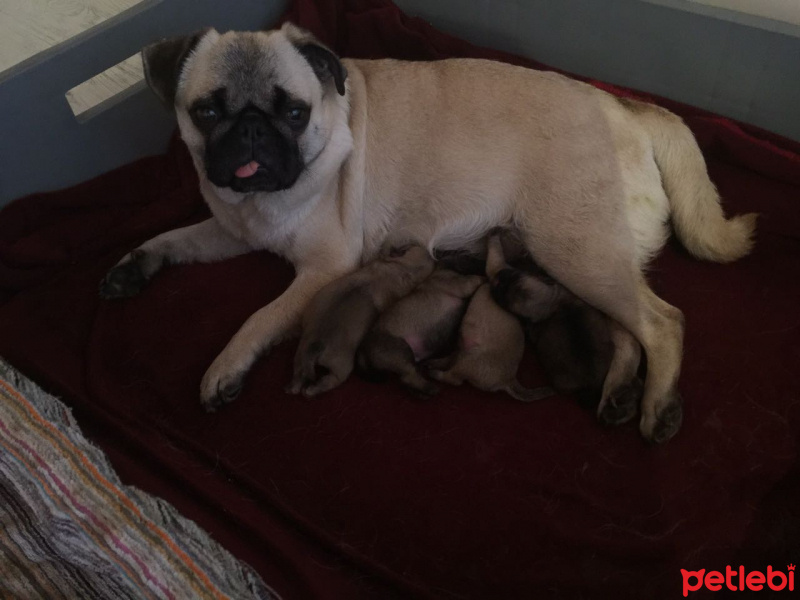 Pug, Köpek  BONCUK fotoğrafı