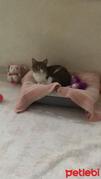 Tekir Kedi, Kedi  Mia fotoğrafı