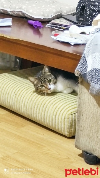 Tekir Kedi, Kedi  Mia fotoğrafı