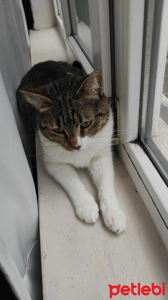 Tekir Kedi, Kedi  Mia fotoğrafı