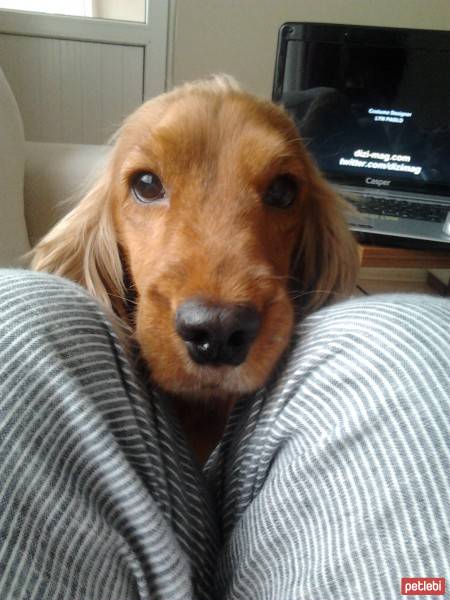İngiliz Cocker Spaniel, Köpek  Nancy fotoğrafı
