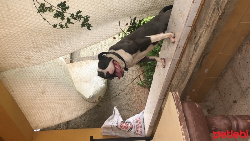Amerikan Staffordshire Terrier, Köpek  boss fotoğrafı