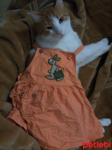 Tekir Kedi, Kedi  Tosun paşa  fotoğrafı