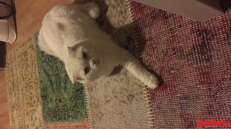 Scottish Fold, Kedi  SİMİ fotoğrafı