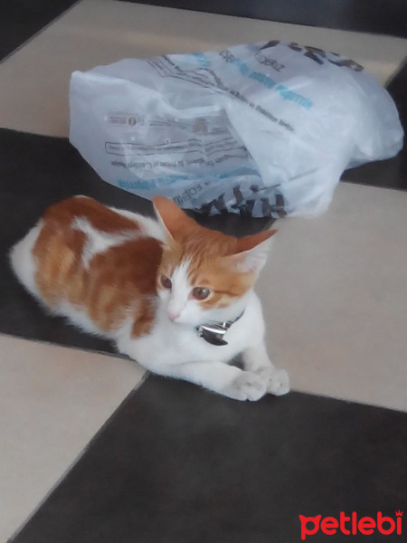 Tekir Kedi, Kedi  BONCUK fotoğrafı