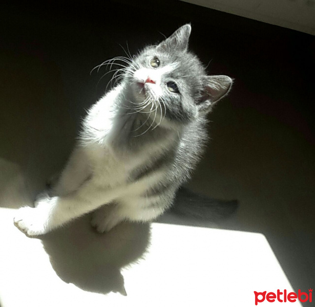 Tekir Kedi, Kedi  Pancar fotoğrafı