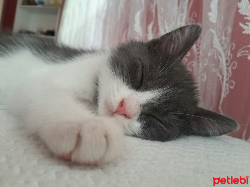Tekir Kedi, Kedi  Pancar fotoğrafı