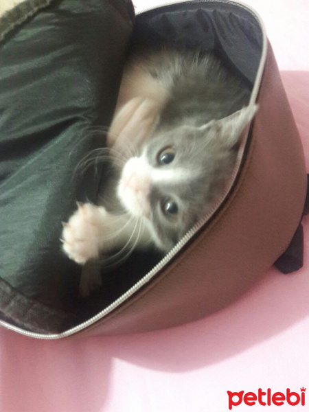 Tekir Kedi, Kedi  Pancar fotoğrafı