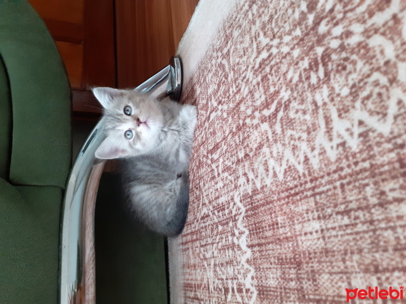 British Shorthair, Kedi  Venüs fotoğrafı