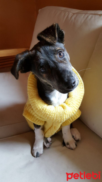 Pappilon, Köpek  Paşa fotoğrafı
