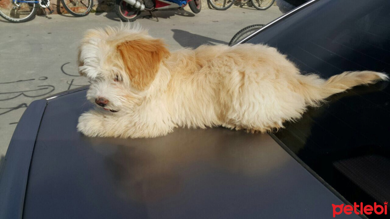 Maltese, Köpek  Laylaa fotoğrafı