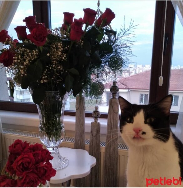 Tuxedo (Smokin) Kedi, Kedi  Boncuk fotoğrafı