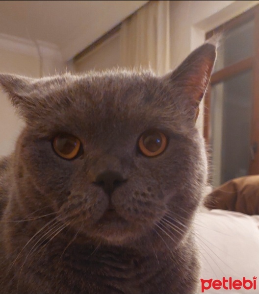 British Shorthair, Kedi  Mondi fotoğrafı
