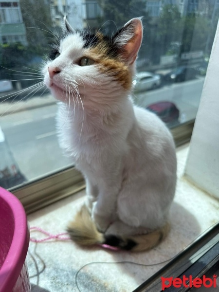Tekir Kedi, Kedi  Pamuk fotoğrafı
