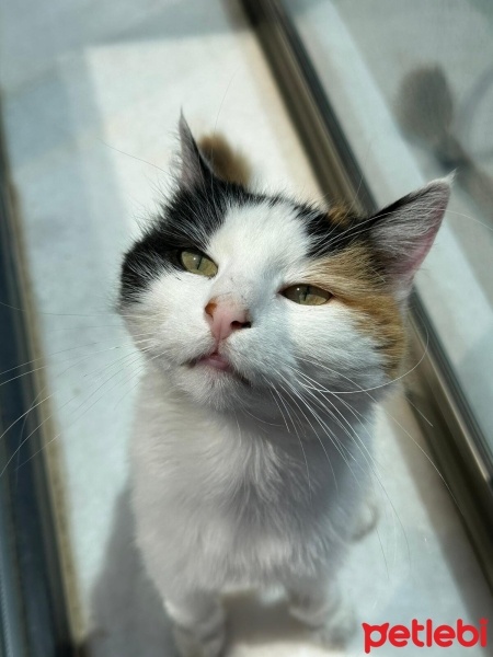 Tekir Kedi, Kedi  Pamuk fotoğrafı