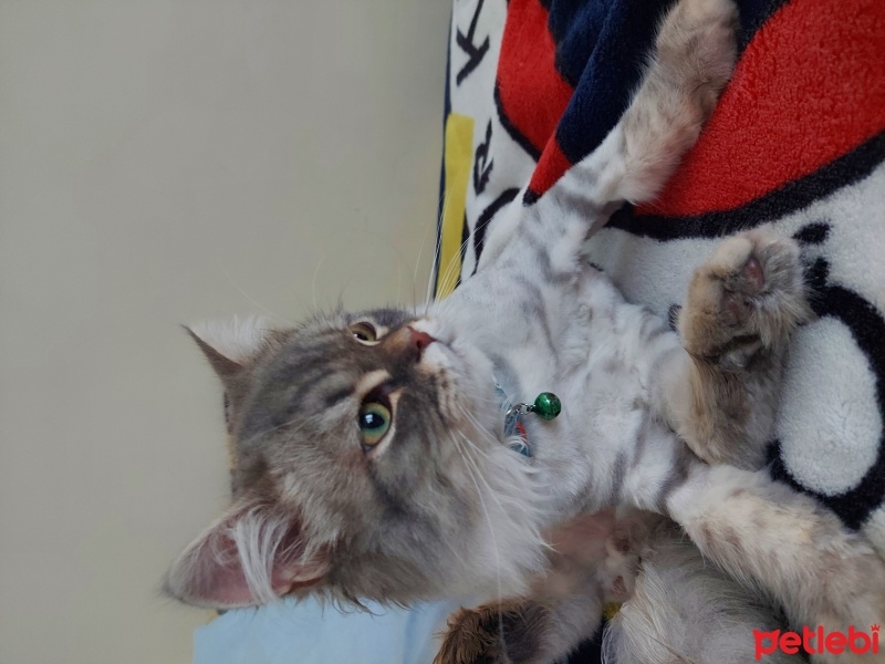 İran Kedisi (Persian), Kedi  Gri fotoğrafı