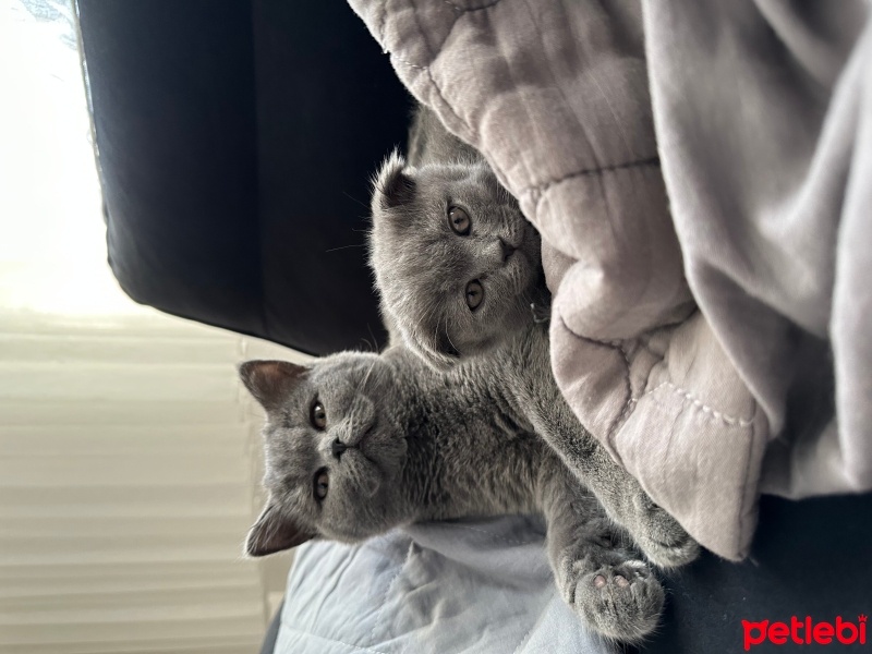 British Shorthair, Kedi  Muezza fotoğrafı