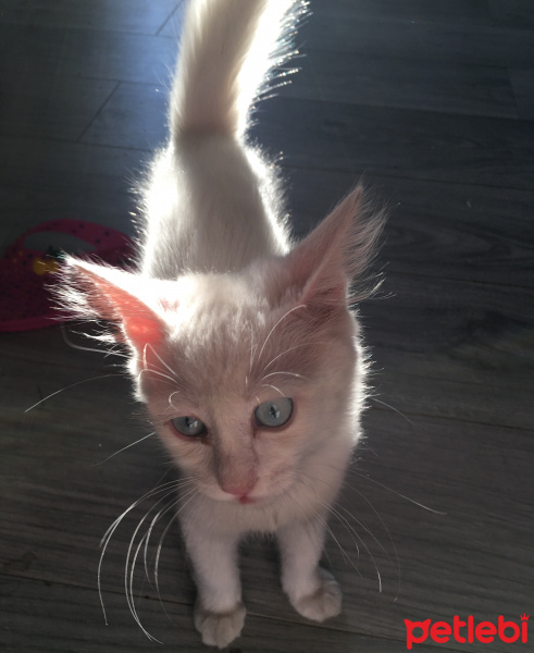 Van Kedisi, Kedi  Melisa fotoğrafı