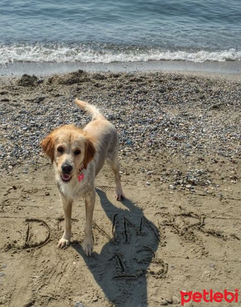 Golden Retriever, Köpek  Marlin fotoğrafı