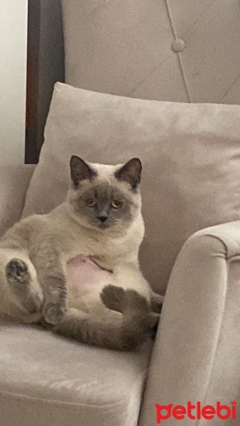 British Shorthair, Kedi  Miya fotoğrafı