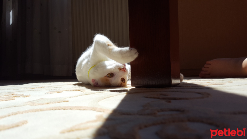 Tekir Kedi, Kedi  Peynir fotoğrafı