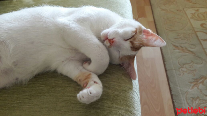 Tekir Kedi, Kedi  Peynir fotoğrafı