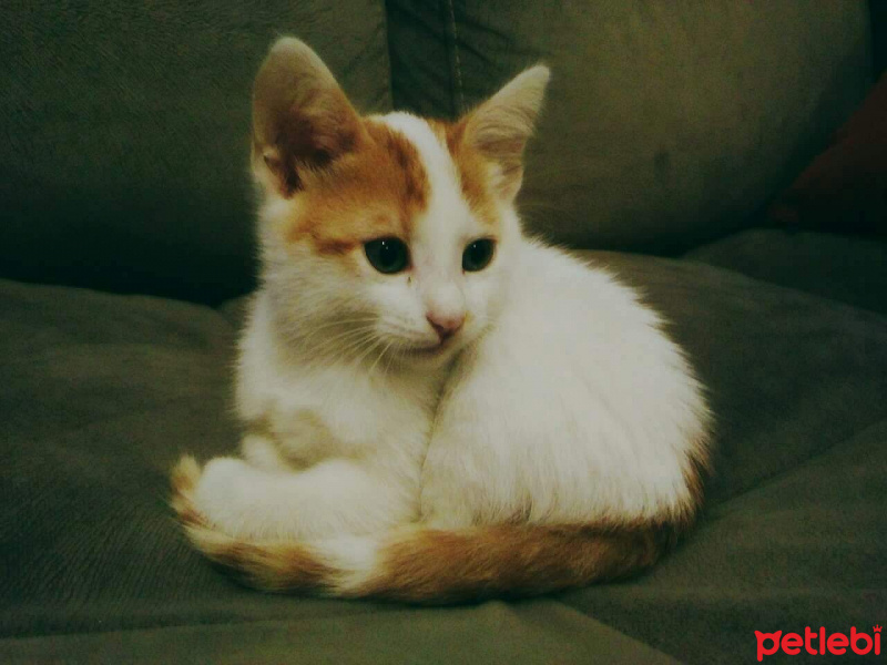 Tekir Kedi, Kedi  Peynir fotoğrafı